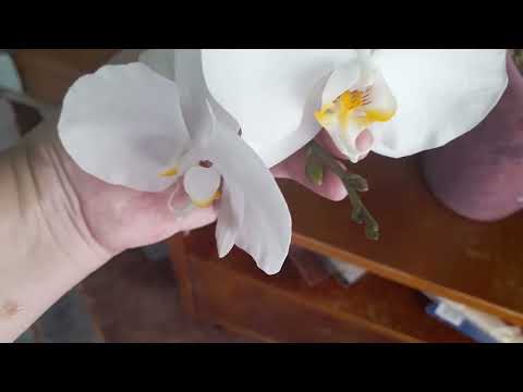 Видео: Мелкая коллекция крупных орхидей😊🌺