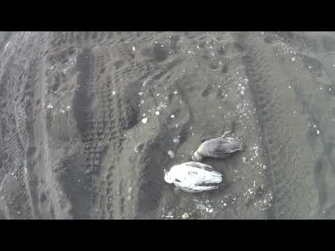 Видео: КАМЧАТКА, БУДНИ РЫБАКА, РЫБА ПОД НОГАМИ И ДОХЛЫЕ ЧАЙКИ…