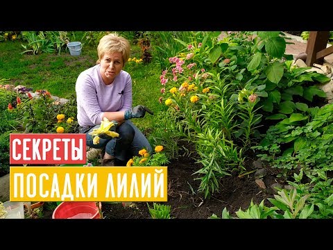 Видео: САЖАЕМ ЛИЛИИ 🌺 Особенности летней и осенней посадки / Садовый гид