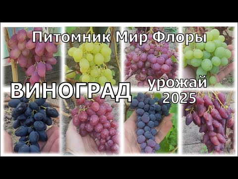 Видео: Виноград в Калининграде. Плодоношение на первый год высадки.