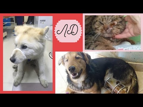 Видео: Спасти три жизни! А - полторы тысячи?