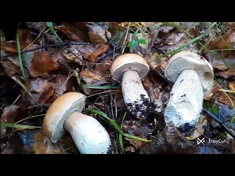 Видео: ❗️По Такі Гриби Ходив Би й Ходив Би... (навіть і в Дощ)☂️
