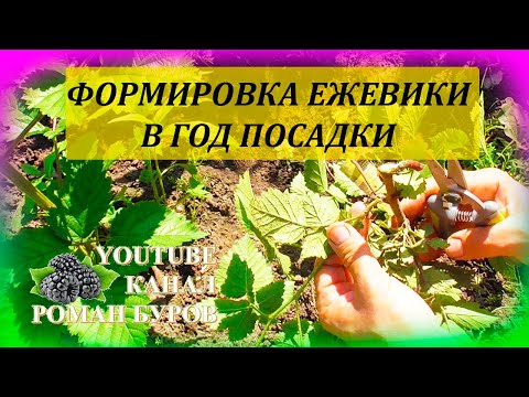 Видео: Формировка и уход за саженцем ЕЖЕВИКИ в год посадки. Как выращивать ежевику. Выращивание ежевики.