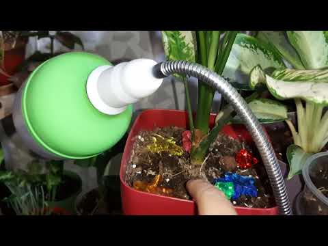 Видео: Комнатные цветы в интерьере. Румтур. Много новинок. 2 часть