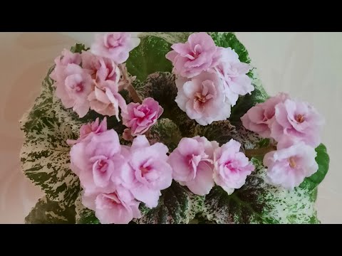 Видео: Цветущие фиалки с названием сорта. Часть 2