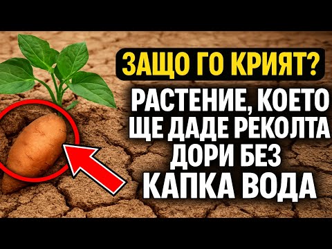 Видео: Защо го крият? 🤫 10 растения, които ще дадат реколта дори без капка вода.