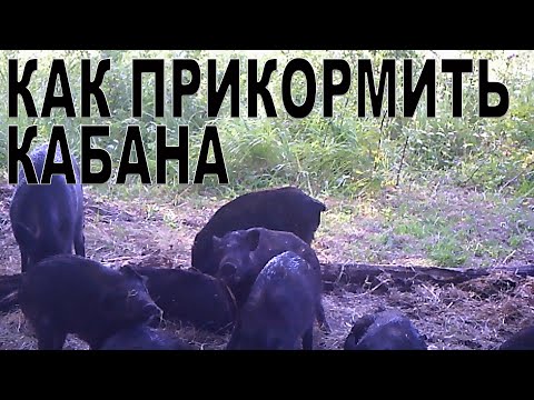Видео: как прикормить кабана