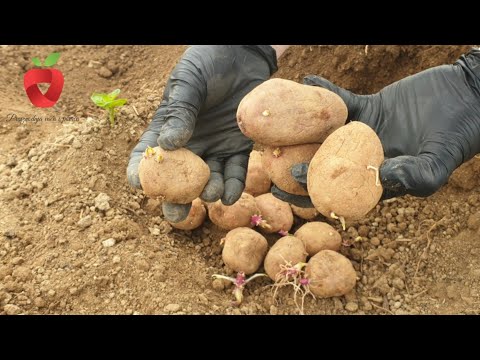 Видео: Почему важно проращивание и как это сделать? Подготавливаем картофель к посадке