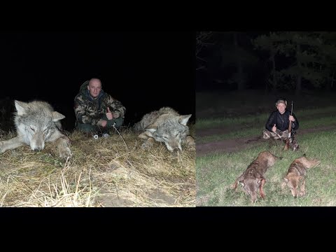 Видео: Охота на волка 🐺! Wolf hunting! Две охоты/Два ДУПЛЕТА!!!