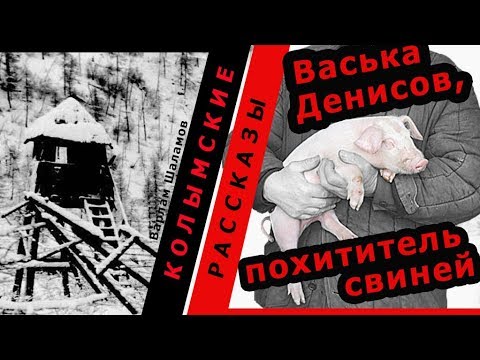 Видео: Варлам Шаламов. Колымские рассказы. Васька Денисов, похититель свиней|   🎧   Аудио рассказ
