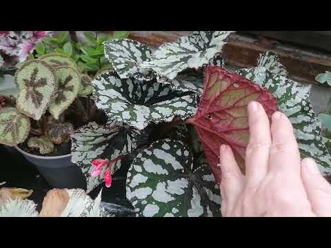 Видео: Бегонии декоративно лиственные, папоротники в зимней теплице 4. 02. 2022  г
