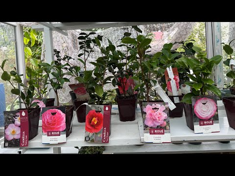 Видео: Новые сорта🌺гибридных камелий🌸из Франции🇫🇷 Часть 1