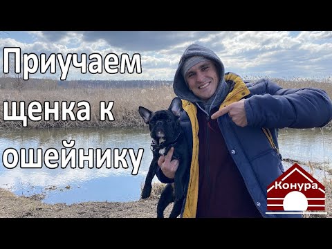 Видео: Щенок боится ошейника / Как приучить щенка к ошейнику