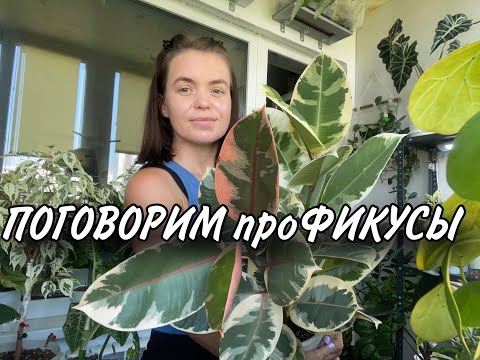 Видео: ПОГОВОРИМ про ФИКУСЫ