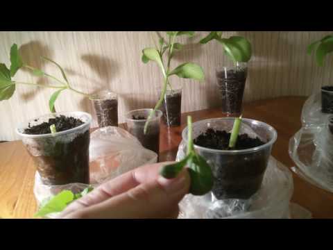 Видео: Прививка арбуза (дыни) к тыкве.