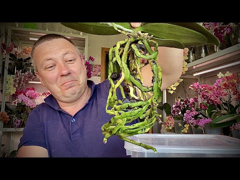 Видео: ЖИРНЫЕ КОРНИ ОРХИДЕИ замачиваем и КАК САЖАЕМ орхидею Дасти Бель НЕОЖИДАННОСТЬ при пересадке