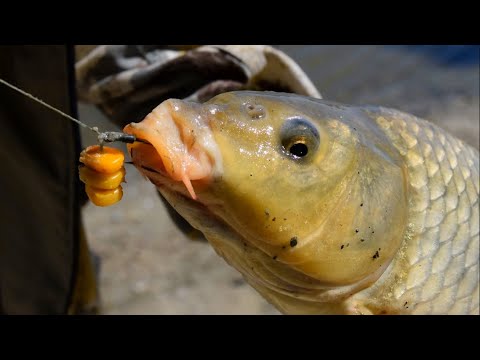 Видео: Пьяная кукуруза. Лучшая насадка и прикормка для сазана и амура.