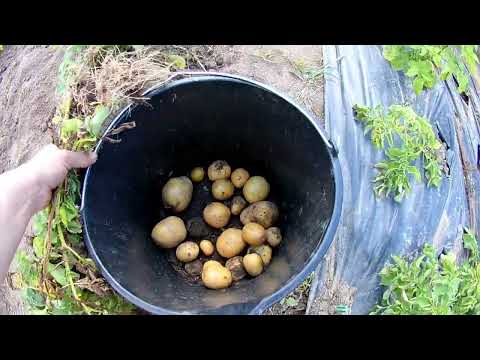 Видео: Посадка картофеля без заглубления под пленку. Эксперимент 2022 г