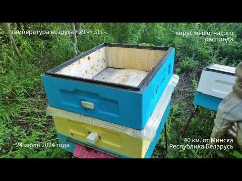 Видео: Вирус мешотчатого расплода пчел. Как вылечить собственными силами без антибиотиков. Личный опыт.