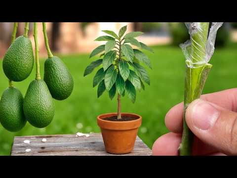Видео: 🥑Как привить авокадо дома? Пошаговое руководство