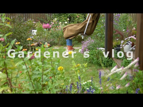 Видео: # 52 [Gardener's vlog] Что ты делаешь, когда находишься в загадке. Я делаю сорняки!