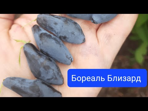 Видео: Аврора, Бореаль Близард, Бореаль Бист, Индиго джем жимолость Фазенда Дрезна