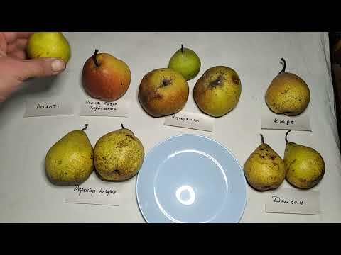 Видео: Груша Кучерянка та інші в лютому.