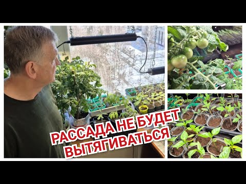 Видео: Рассада в квартире  вытягивается.КАК ВЫРАЩИВАЮ КРЕПКУЮ РАССАДУ.Моей ЭТО НРАВИТСЯ