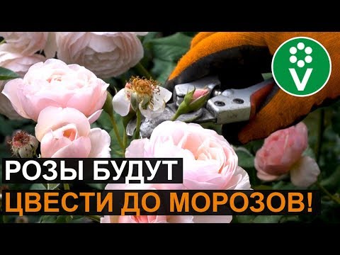 Видео: Розы отцвели? Обрежьте их ТАК, и повторное цветение вас поразит!