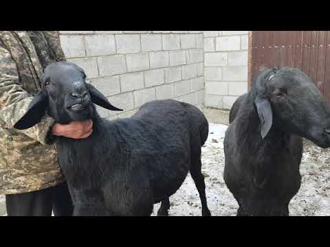 Видео: +77017224679 Анвар Рустемов. Хозяйство Уларбека. Кемин. Кыргызстан.