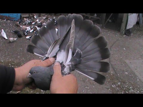 Видео: Николаевские голуби