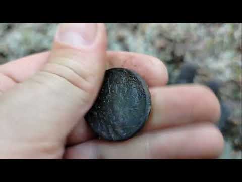 Видео: ТРИ ГОДА ВЫБИВАЛИ ОДНОДВОРКУ В ЛЕСУ!...#копстарины #metaldetecting #металлокоп