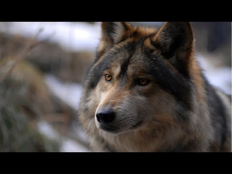 Видео: 💥/ОДИНОКИЙ ВОЛК или Суровая правда жизни/