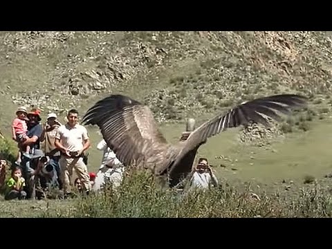 Видео: Самые большие ОРЛЫ на планете!