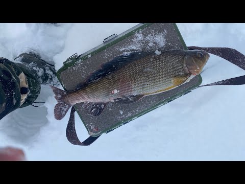 Видео: Рыбалка ушёл в рыбную яму  ХАРИУСА НЕ ЛЕЗУТ В ЛУНКУ  РАЗГИБАЮТ КРЮЧКИ Fishing for grayling in winter