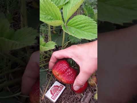 Видео: Клубника. ,,МАКСИМ ГИГАНТЭЛА. "