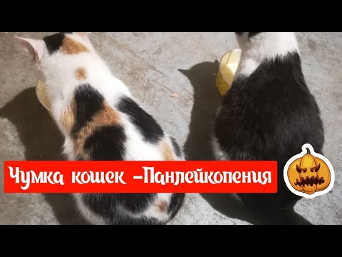 Видео: Чумка кошек - Панлейкопения, чем лечу 😷🤕❤️👌🐱🐈