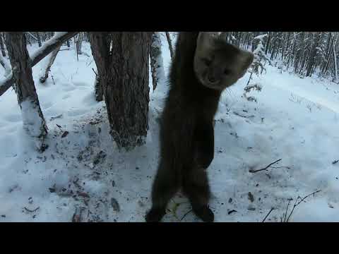 Видео: Пушной промысел. Очередная проверка путика, установка капканов. Охота и рыбалка в Эвенкии!!!