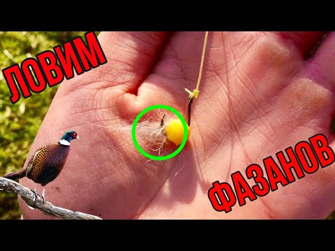 Видео: САМАЯ ПРОСТАЯ ЛОВУШКА НА ФАЗАНА! ПОПАЛСЯ ФАЗАН НО УБЕЖАЛ..