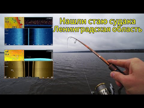 Видео: Тонна судака на озере в Ленинградской области/Рыбалка в Новолунье/Сентябрь2025