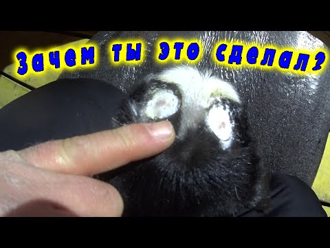 Видео: Зачем я это сделал?? / Как обезрожить козленка? #обезроживаниекозлят #обезроживание