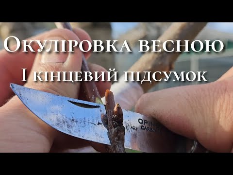 Видео: Окуліровка черешні в квітні.Як робити окуліровку весною.