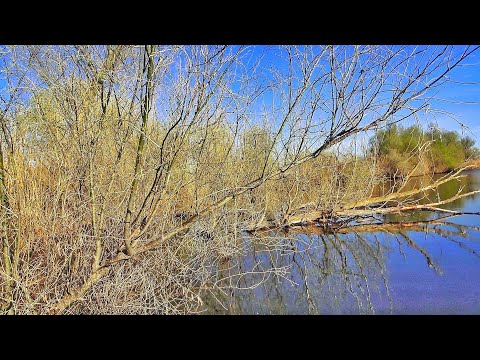 Видео: СТРАШНЫЕ ЗАВАЛЫ КИШАТ РЫБОЙ! САМАЯ БЫСТРАЯ РЫБАЛКА!