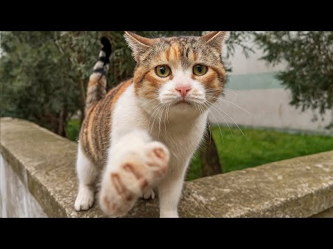 Видео: Кошка тянула лапку к прохожим... Женщина бросила всё и взяла её. Утром случилось невероятное...
