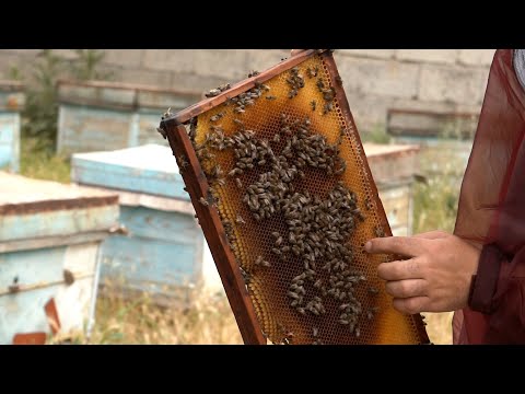 Видео: Хонаводае, ки 40 сол замбурпарварӣ мекунад