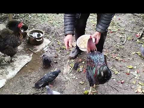 Видео: Дружно голуби с курами едят