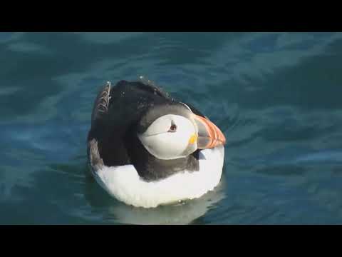 Видео: Птицы.  28 видов в одном видео и их голоса часть 1 || Birds. 28 species, their votes Part 1