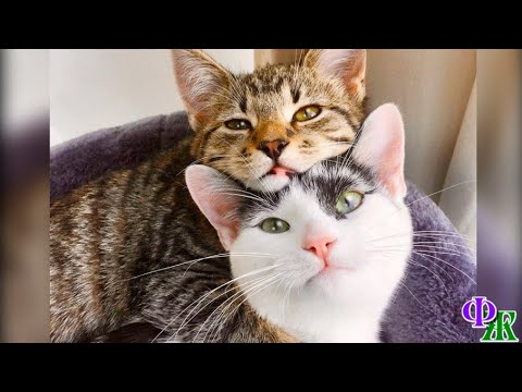 Видео: Влюбился Пус в соседскую кошечку Нику, но какие-то нелюди убили её. А он продолжал ждать…ПУС 9.