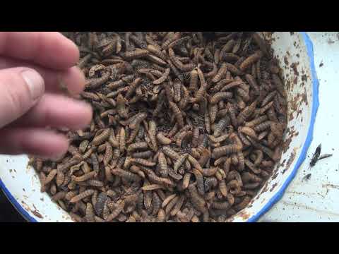 Видео: Чёрная львинка для цыплят. Овцы. Снегопад.