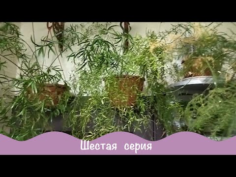 Видео: Зеленый уголок дома. Комнатные растения. 6ч